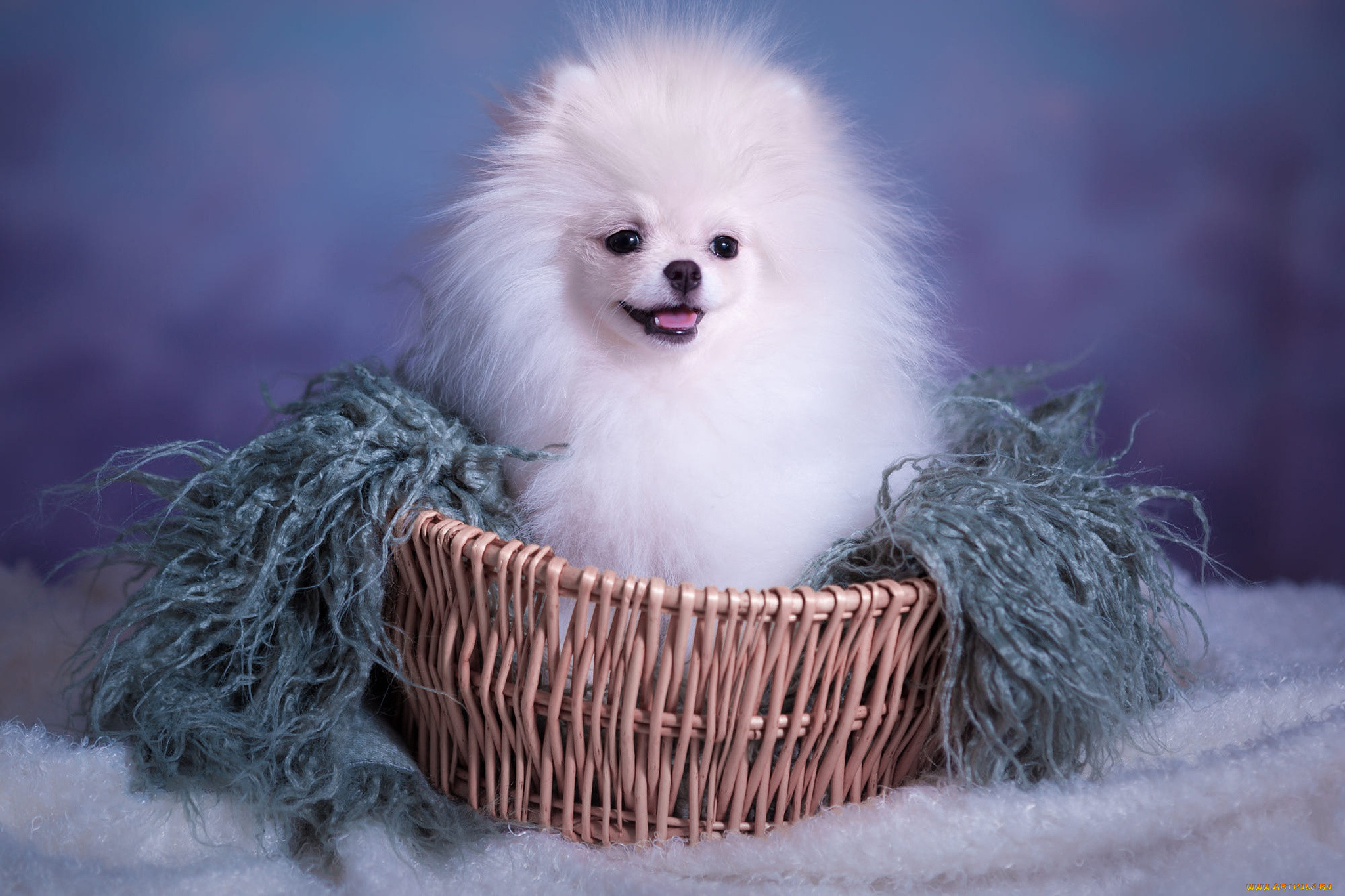 ��������, ������, ������